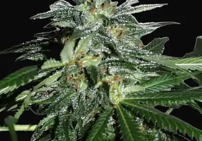 Cyber Cristal Regular
