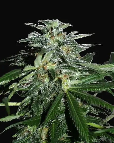 Cyber Cristal Regular