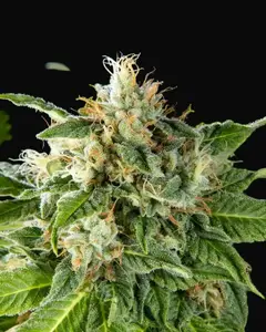Da Critical