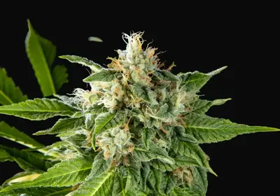 Da Critical