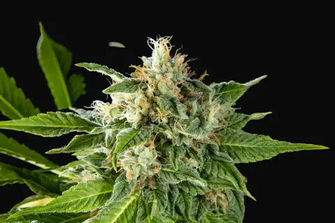Da Critical
