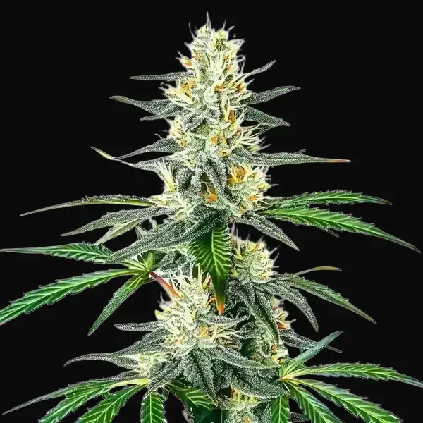 Dama Blanca