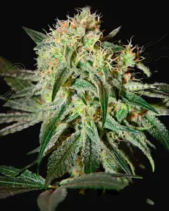 Damn Sour