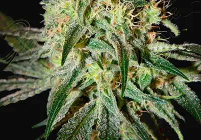 Damn Sour