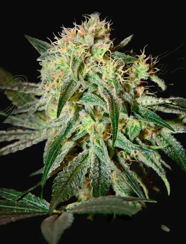 Damn Sour