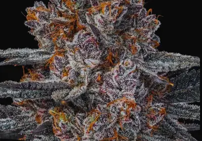 Dankberry
