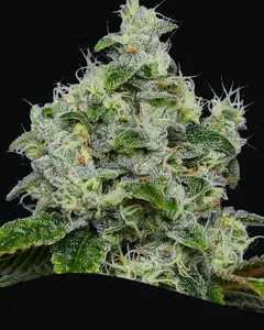 Dankberry Auto