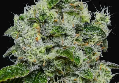 Dankberry Auto