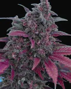 Dark Devil Auto