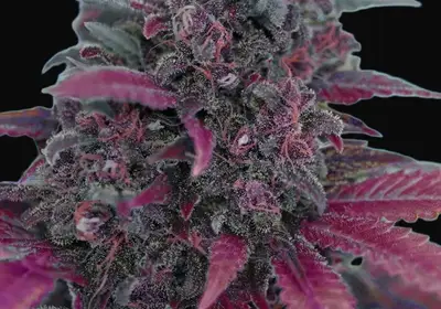 Dark Devil Auto