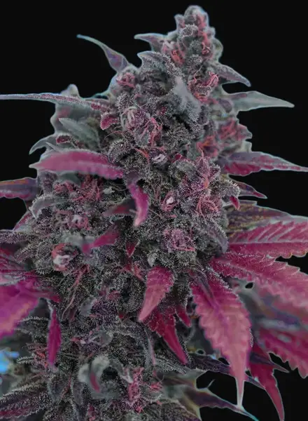 Dark Devil Auto