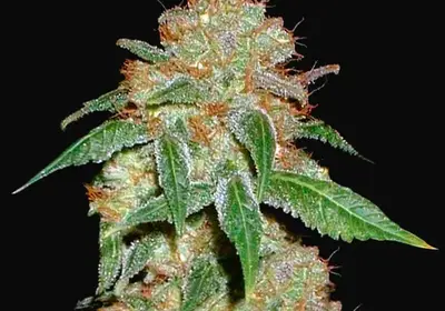 Dark Domina