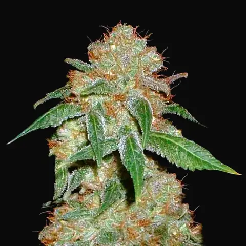 Dark Domina
