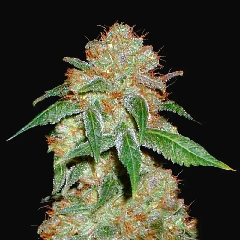 Dark Domina