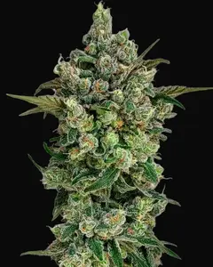 Dark Matter Cake F1
