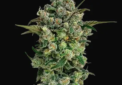 Dark Matter Cake F1