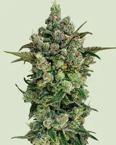 Dark Matter Cake F1