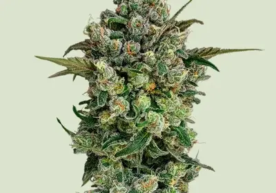 Dark Matter Cake F1