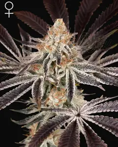 Dark Phoenix