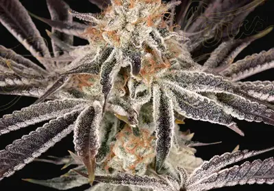 Dark Phoenix