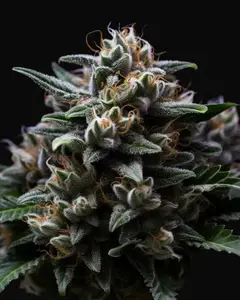 Dark Star x AK 49