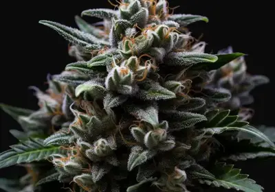 Dark Star x AK 49