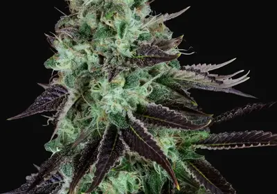 Darkstar Kush Regular