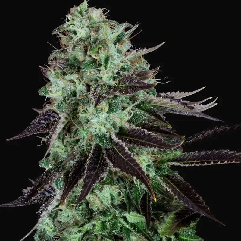 Darkstar Kush Regular