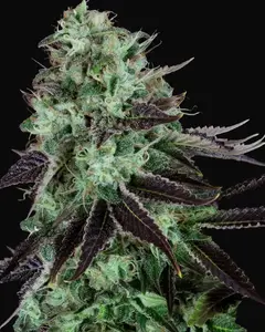 Darkstar Kush