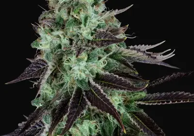 Darkstar Kush