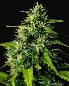 DC Cure 1:1 CBD Auto