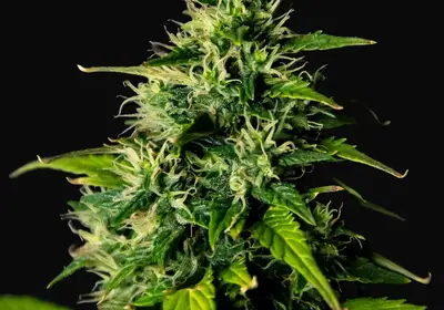 DC Cure 1:1 CBD Auto