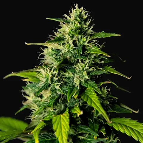 DC Cure 1:1 CBD Auto