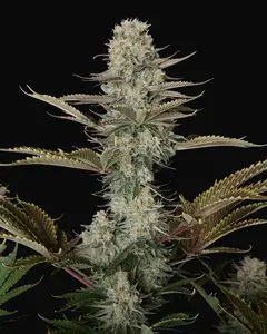 DC Kush