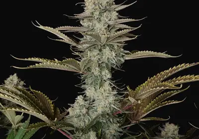 DC Kush