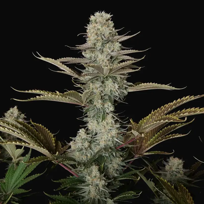 DC Kush