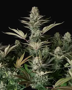 DC Kush Regular