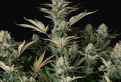 DC Kush Regular