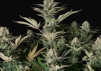 DC Kush Regular