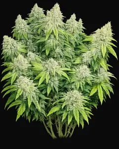 Deadhead OG Auto