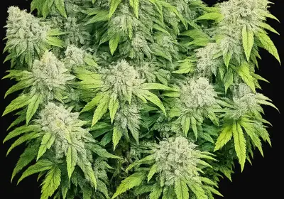 Deadhead OG Auto