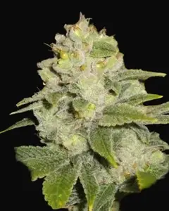 Deadhead OG