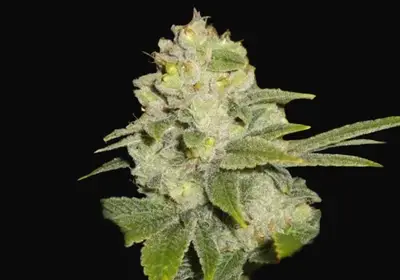 Deadhead OG
