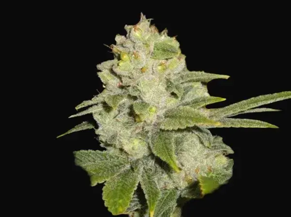 Deadhead OG