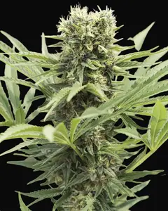 Dedoverde Haze