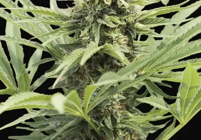 Dedoverde Haze
