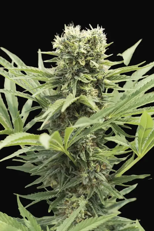 Dedoverde Haze