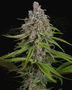Deep Candy