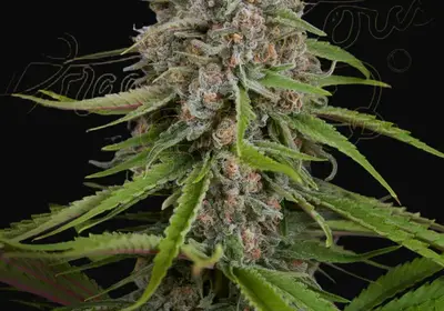 Deep Candy