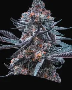 Deep Jealousy Auto